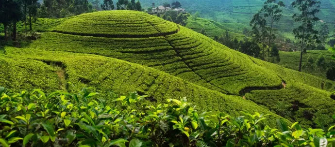 Nespresso kompatible Kapseln - plantation- My-Coffee-Cup.at