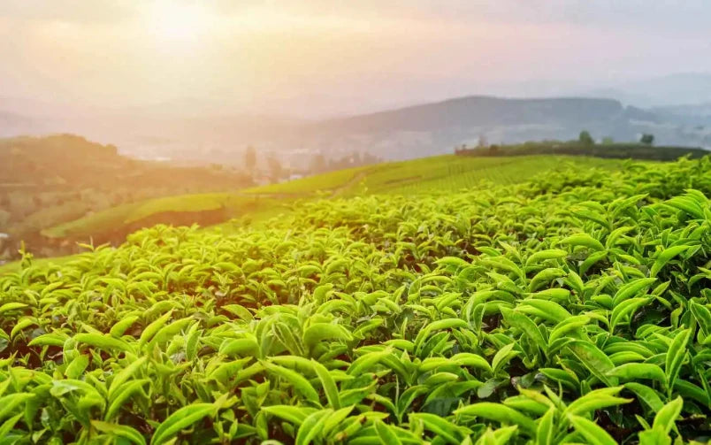 Nespresso kompatible Kapseln - tea plantation - My-Coffee-Cup.at