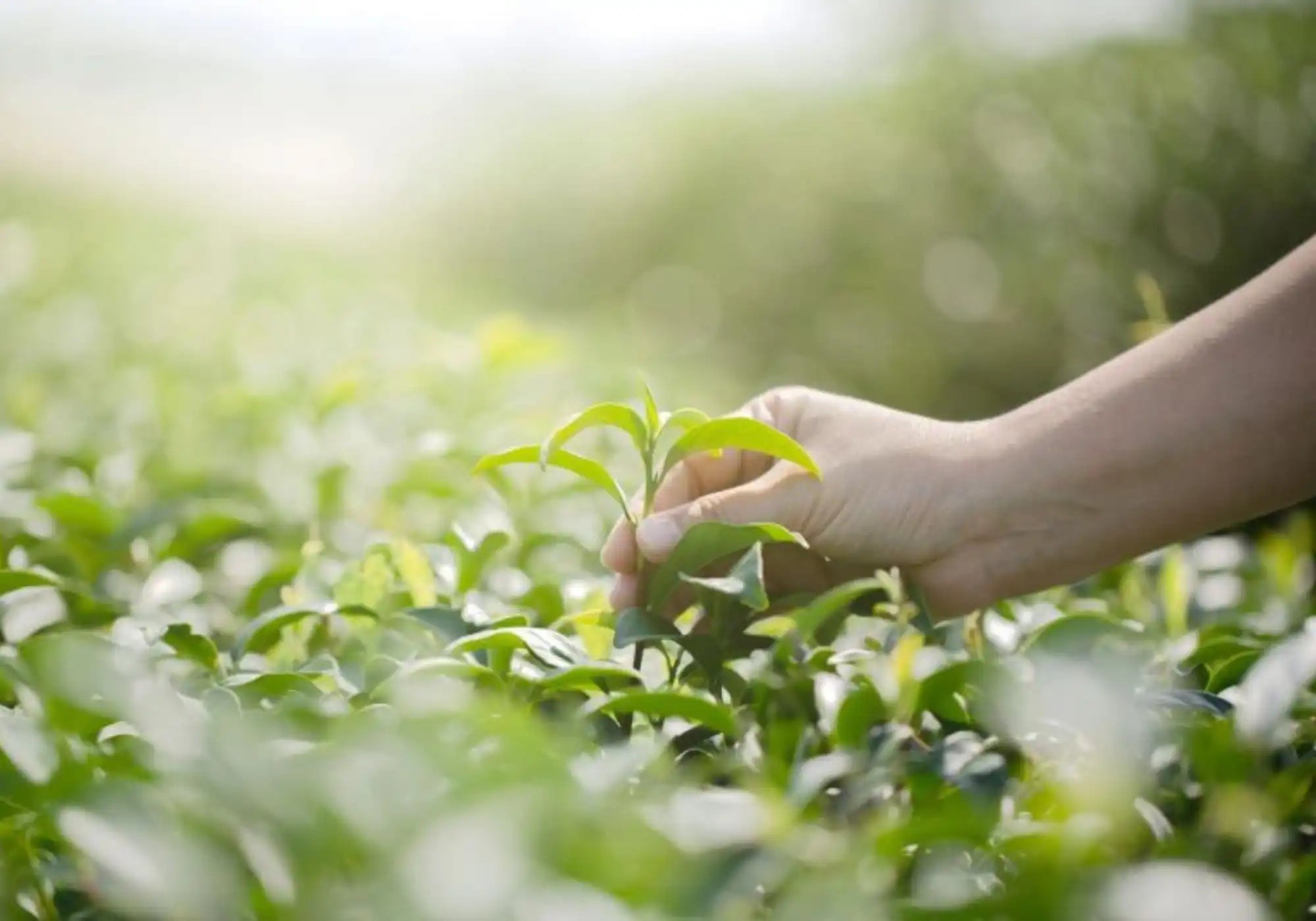 Nespresso kompatible Kapseln - picking flowers - My-Coffee-Cup.at