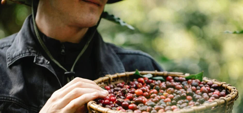 Natural oder Washed Kaffee - Die Aufbereitungsart