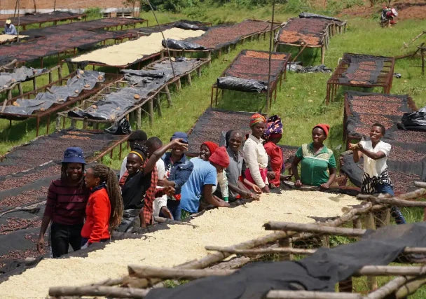 Nespresso kompatible Kapseln - rwanda fields - My-Coffee-Cup.at