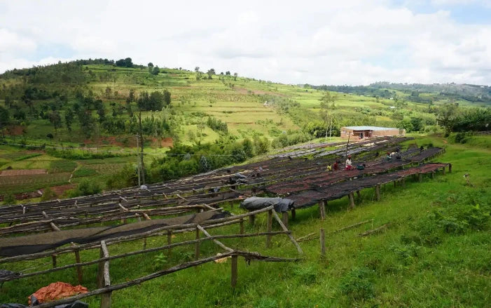 Nespresso kompatible Kapseln - rwanda field - My-Coffee-Cup.at